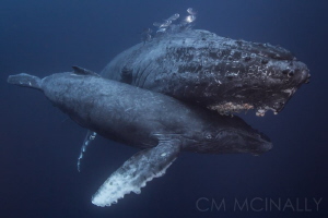Buoyancy. A still-buoyant baby humpback uses mom's body t... by Craig Mcinally 